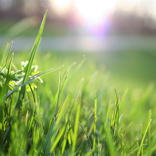 grünes Gras aus der Nähe fotografiert, die Sonne leuchtet ins Gras